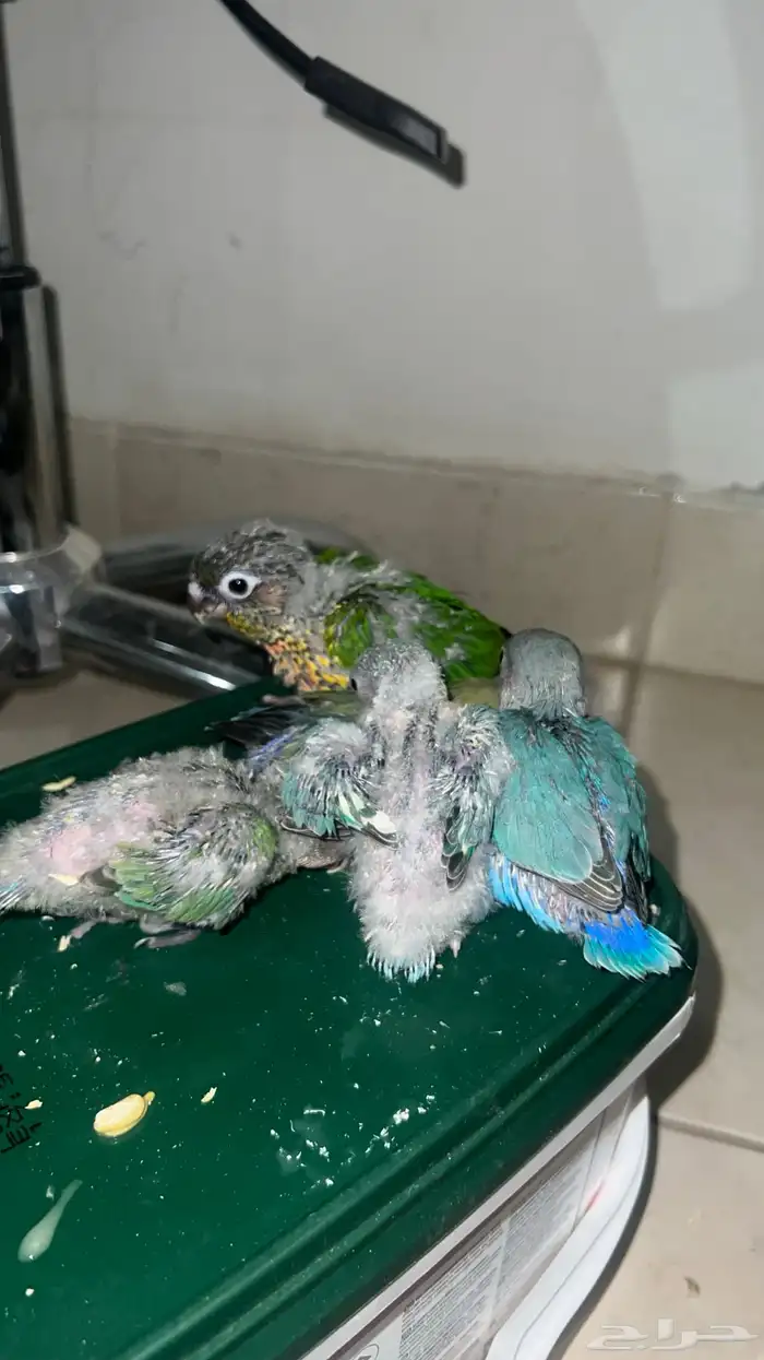 روز وكنيور غر الوان حلوه 2