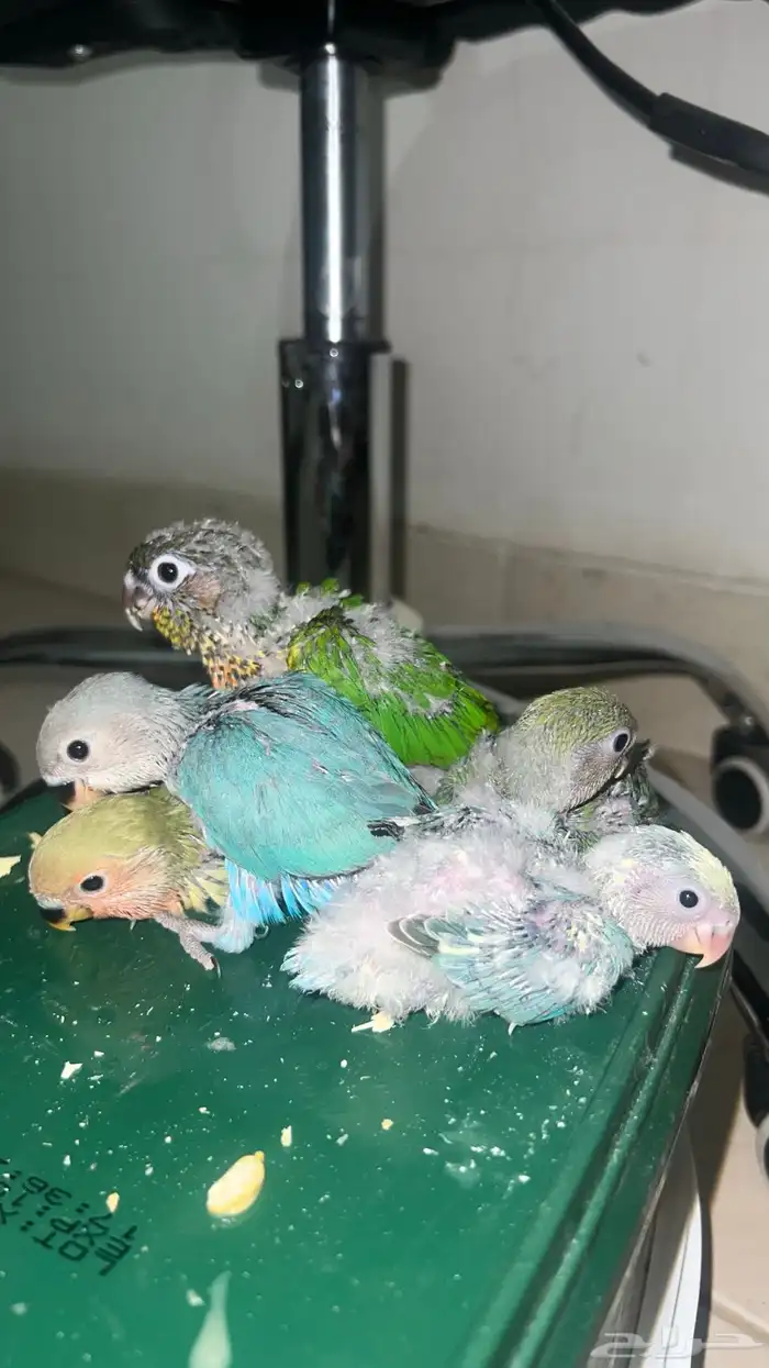 روز وكنيور غر الوان حلوه 0