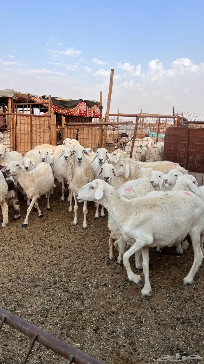 حريات حرش صنف متابيع ( تم البيع ) 4