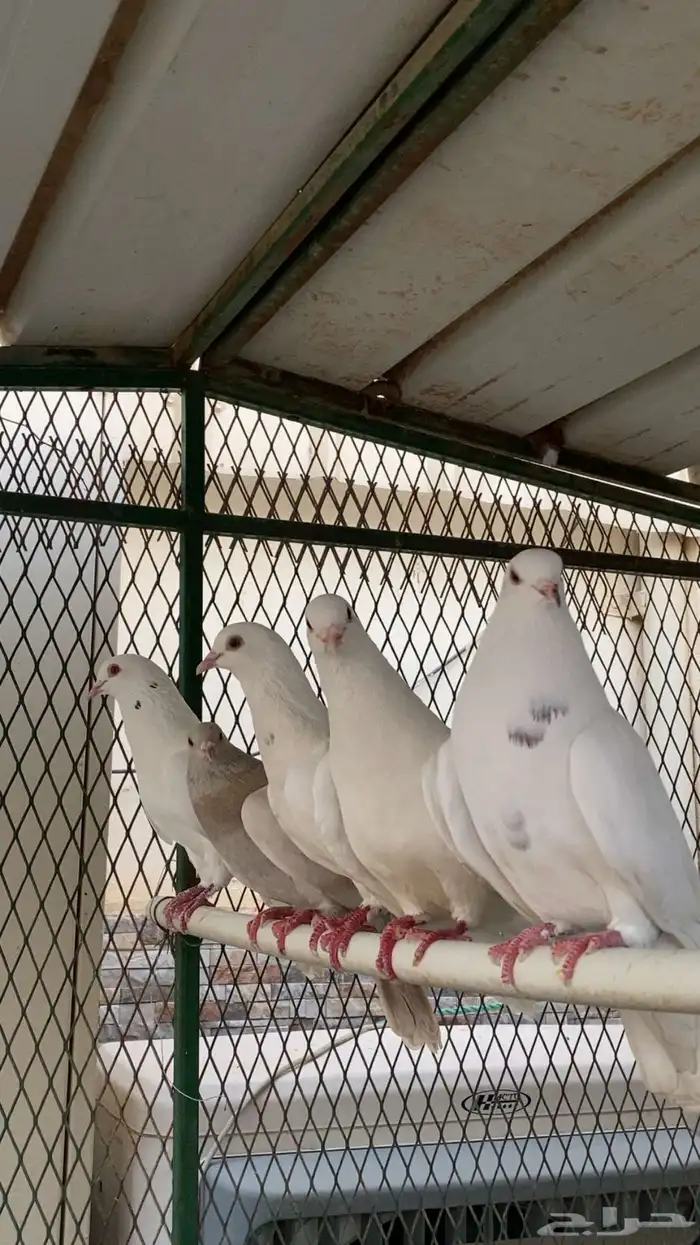 حمام فرنسي 4