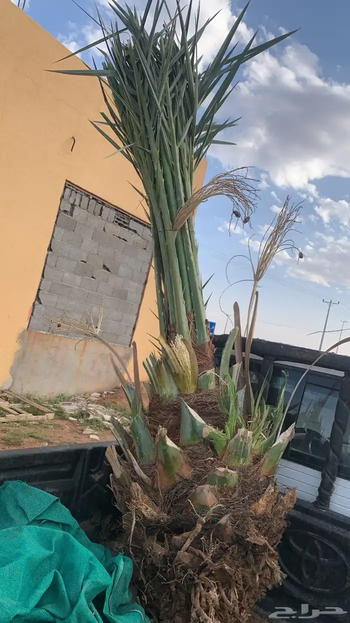 برحي شيشي حمرا 1
