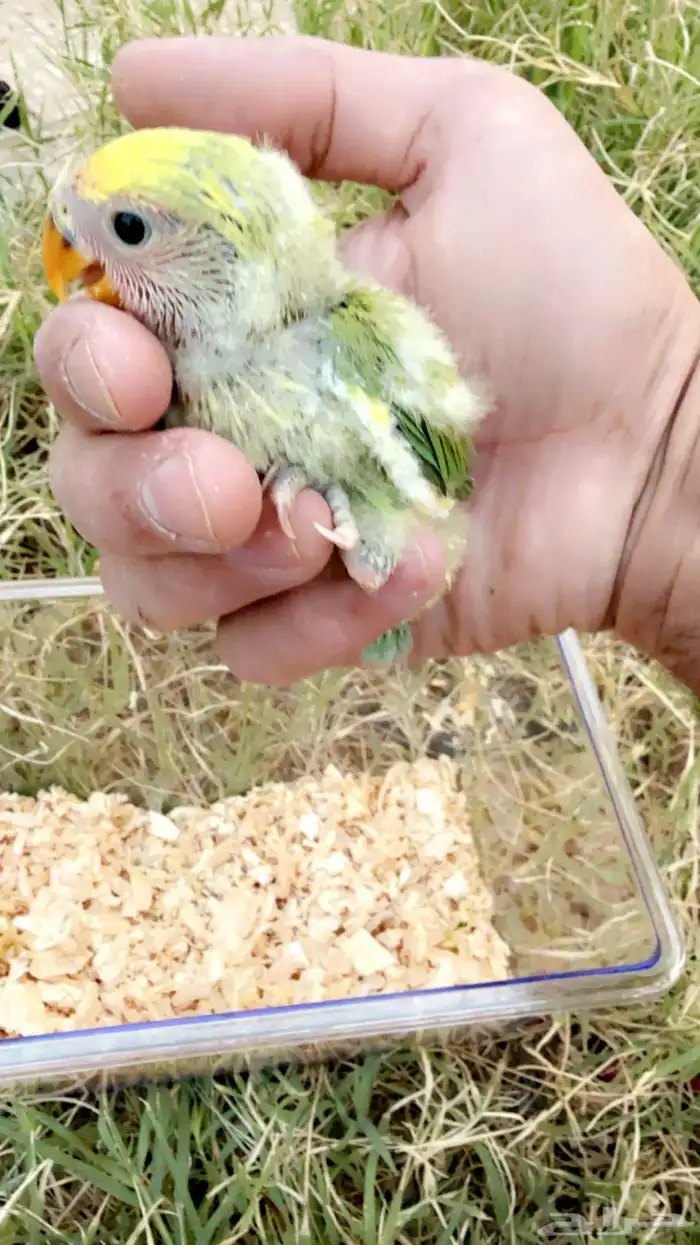 فروخ طيور روز اليفه الوان نادره 2