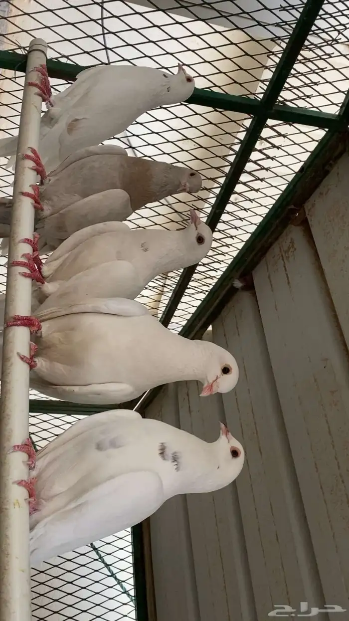 حمام فرنسي 5