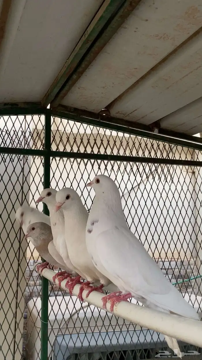 حمام فرنسي 0