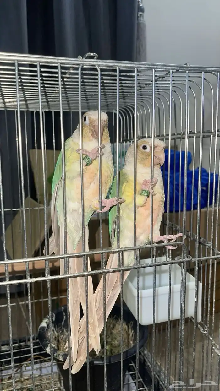 زوج كنيور ذكي وصحة100 100 0