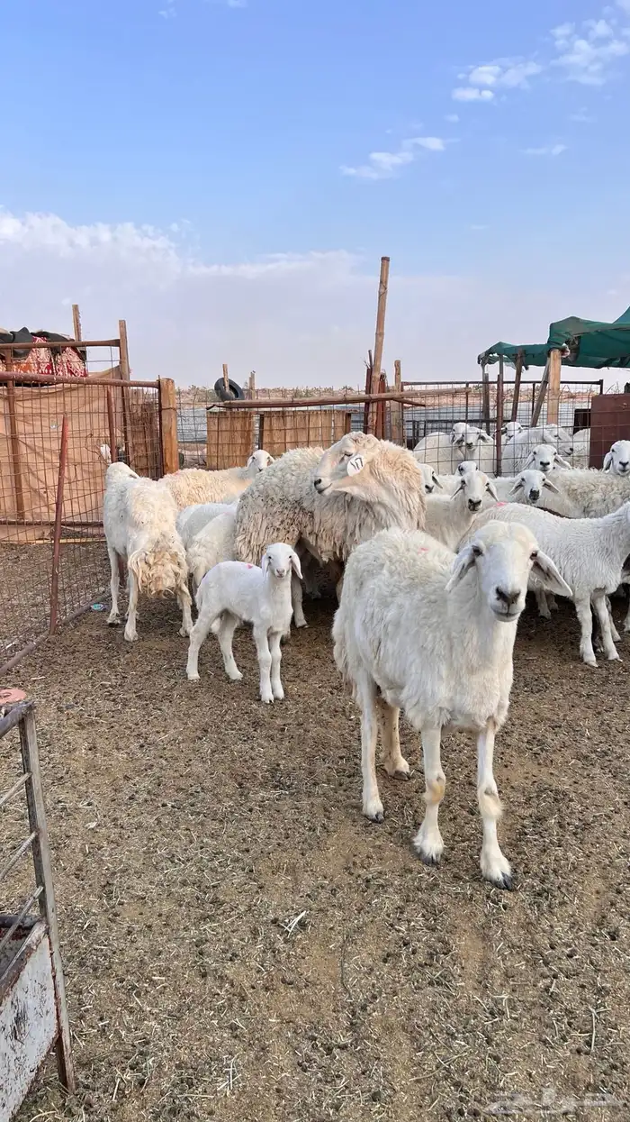 حريات حرش صنف متابيع ( تم البيع ) 0