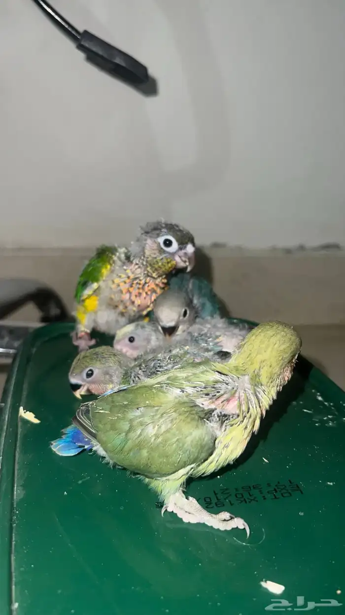 روز وكنيور غر الوان حلوه 1