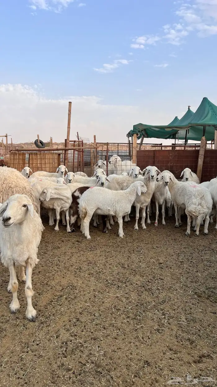 حريات حرش صنف متابيع ( تم البيع ) 3
