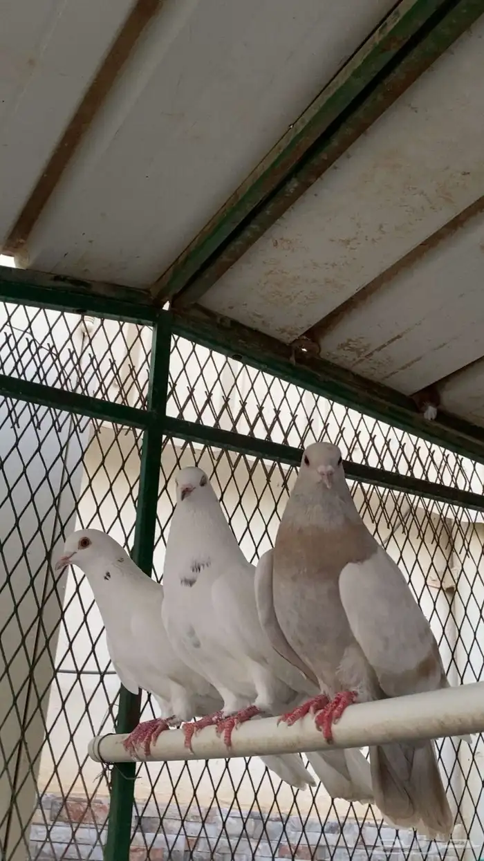 حمام فرنسي 3