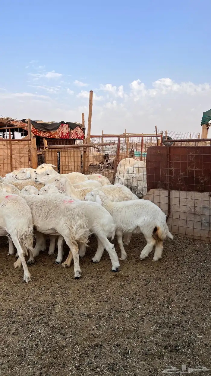 حريات حرش صنف متابيع ( تم البيع ) 6