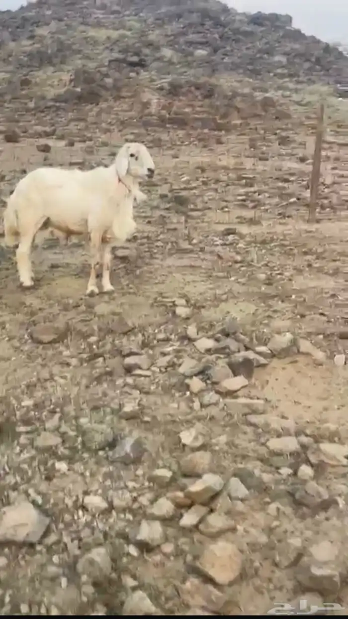طليان للبيع 1