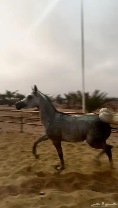 مهرة عربية أصيلة (جمال )للبيع بأوراق حسب ونسب 0