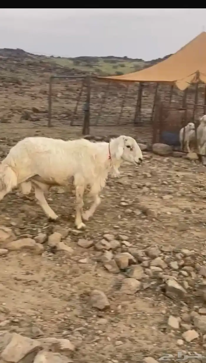 طليان للبيع 0