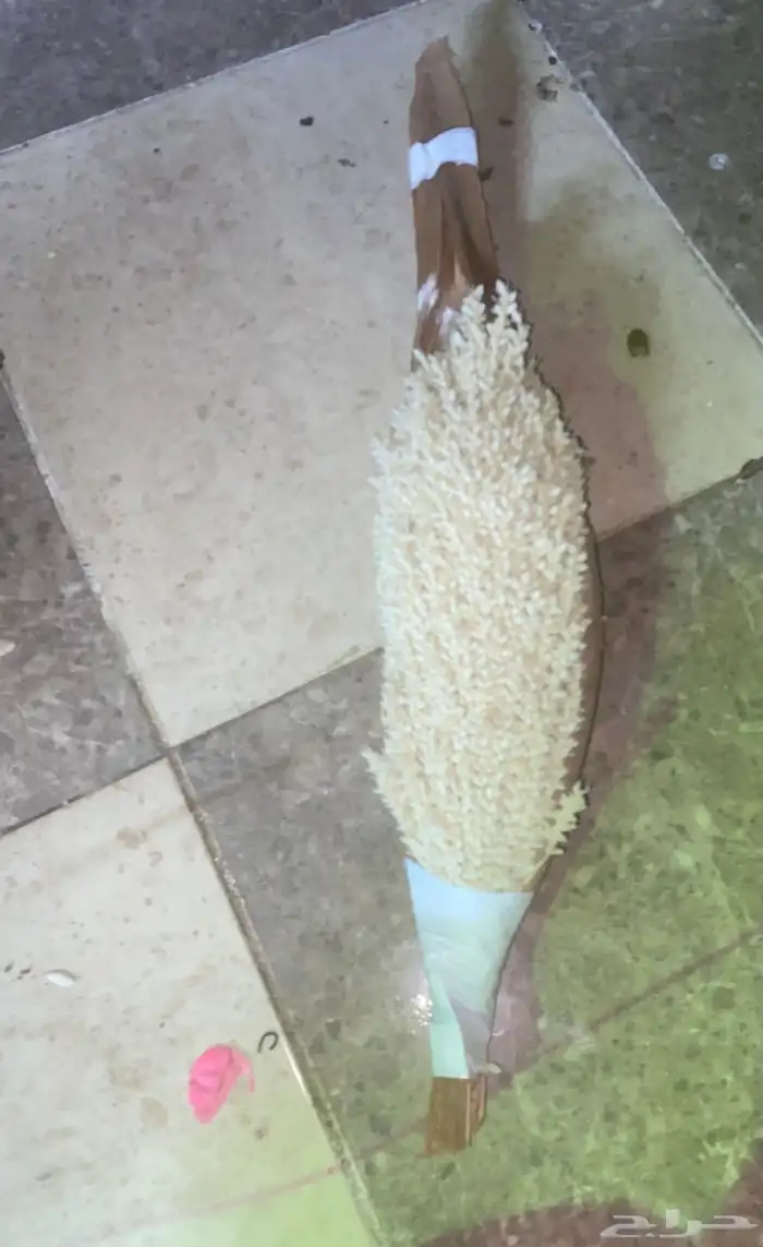 لقاح نخل للبيع 0