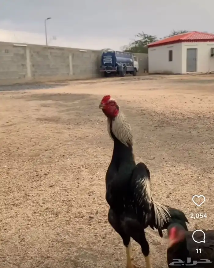 دجاج شامو دم هزاز مستوي تب التب 6