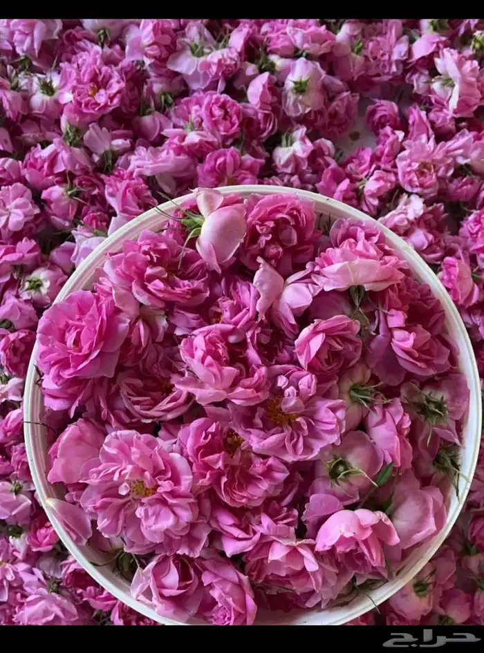 ورد  طايفي موية الورد_عطر الورد _بخاخ الوجه 0