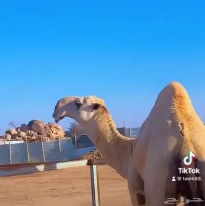قعود فحل 2