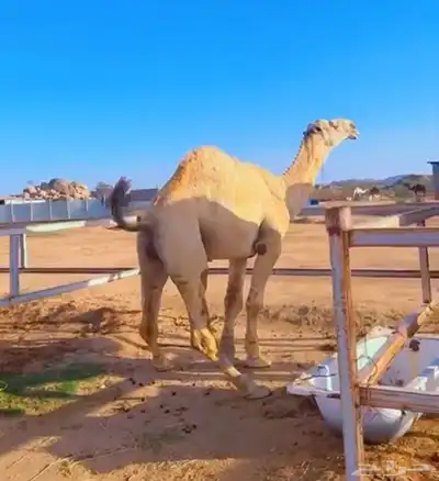 قعود فحل 3