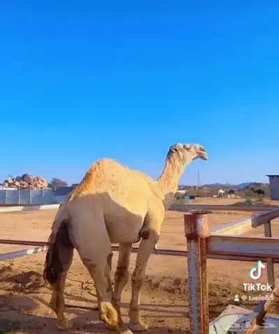 قعود فحل 1