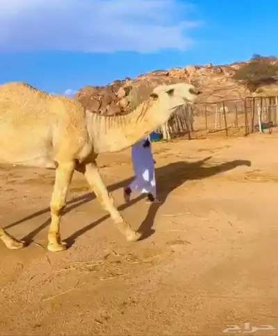 قعود فحل 4