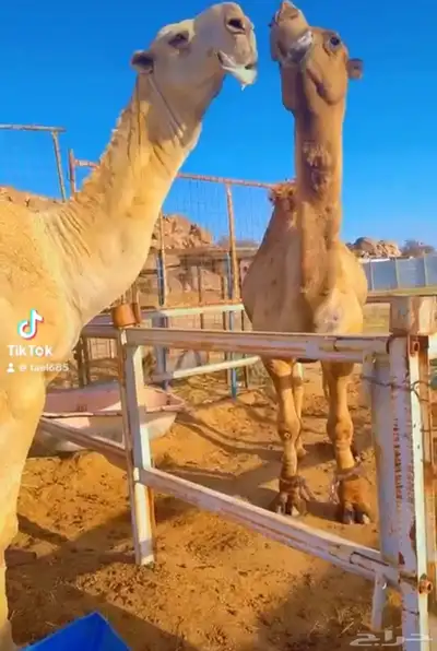 قعود فحل 5