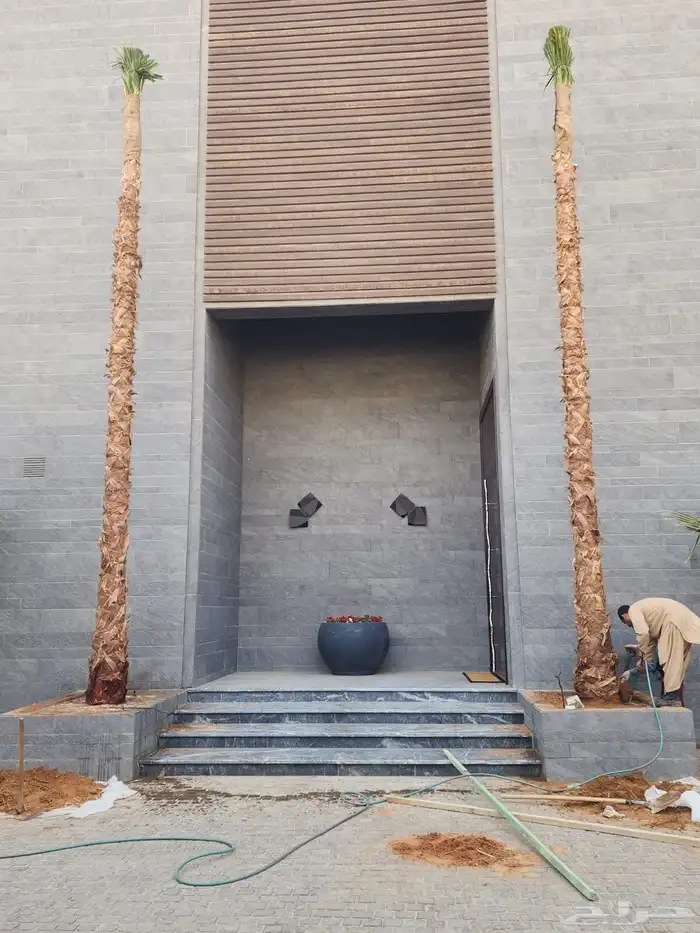 نخل واشنطن نخل للبيع نخل زينة نخل الرياض 21