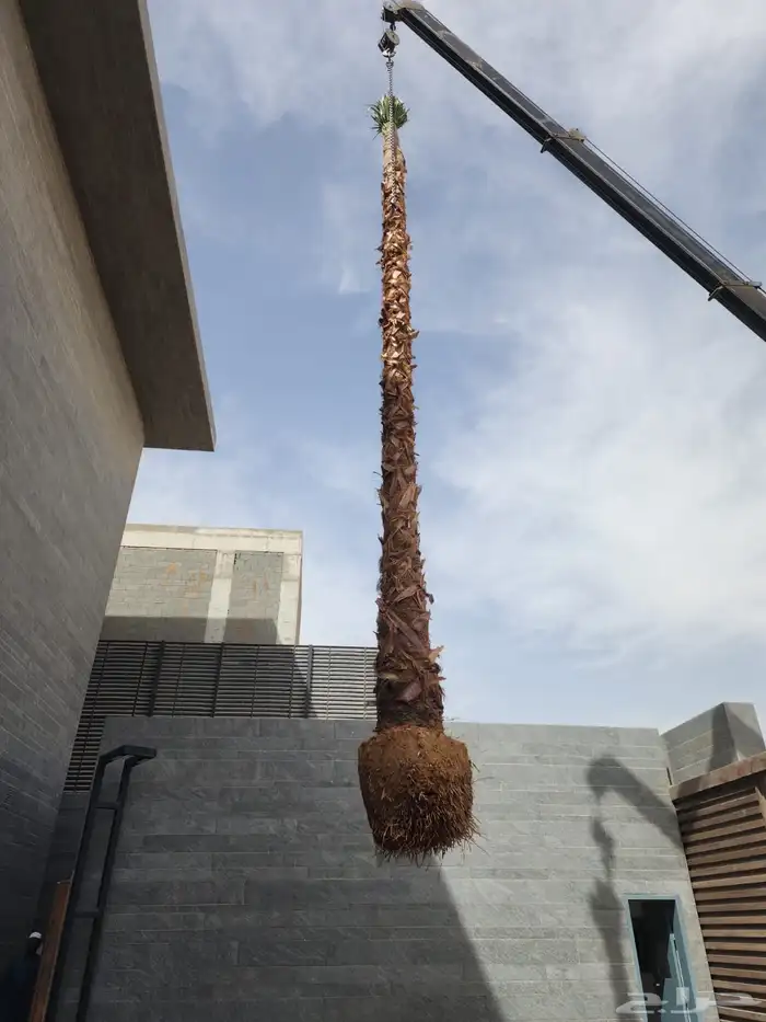 نخل واشنطن نخل للبيع نخل زينة نخل الرياض 13