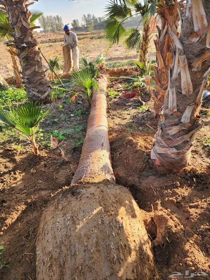 نخل واشنطن نخل للبيع نخل زينة نخل الرياض 16