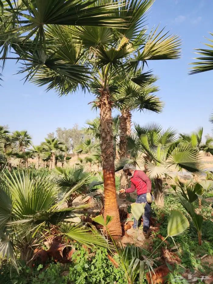 نخل واشنطن نخل للبيع نخل زينة نخل الرياض 4