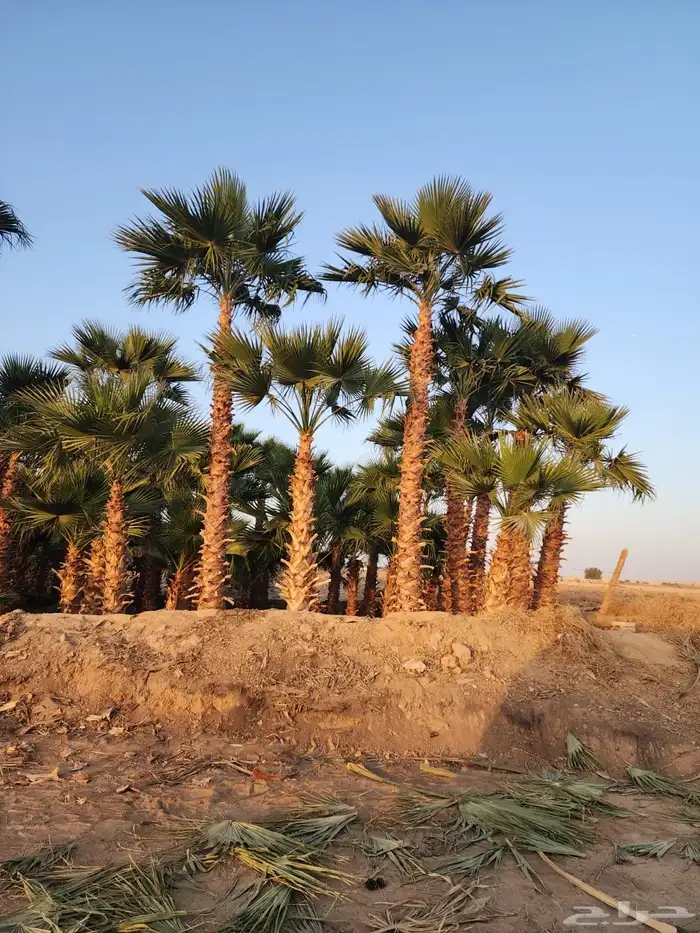 نخل واشنطن نخل للبيع نخل زينة نخل الرياض 3