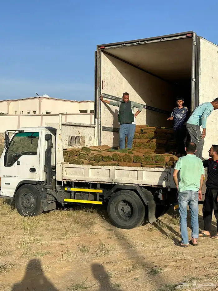 عشب طبيعي C2000 مقاوم للملوحة 14