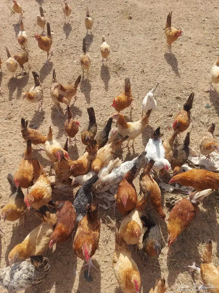 سلام عليكم ورحمة الله صوص بلدي محصن العمر انباع الله يبارك 5