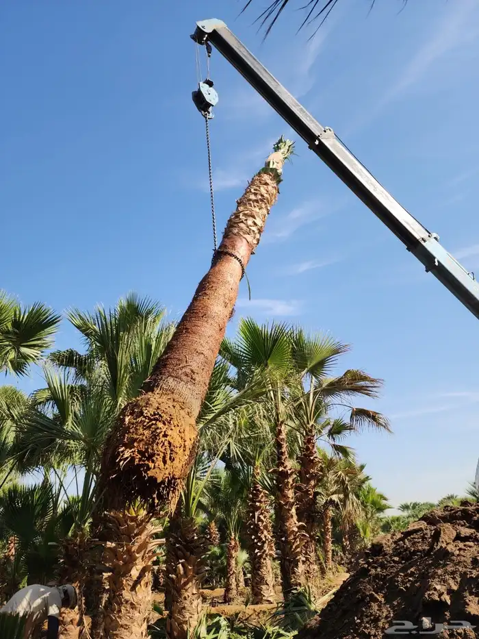 نخل واشنطن نخل للبيع نخل زينة نخل الرياض 20