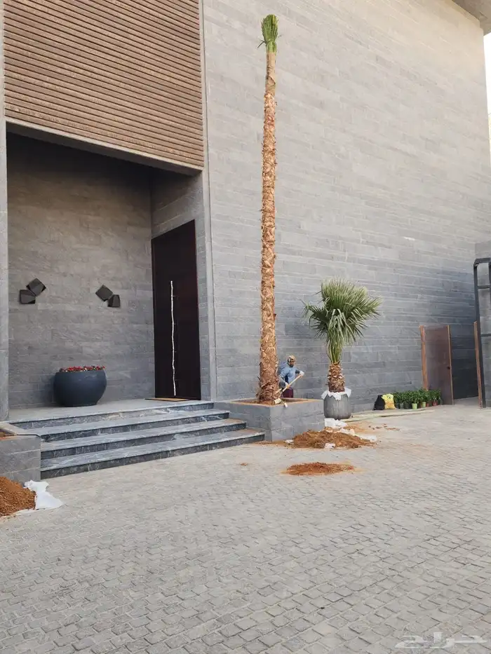 نخل واشنطن نخل للبيع نخل زينة نخل الرياض 7