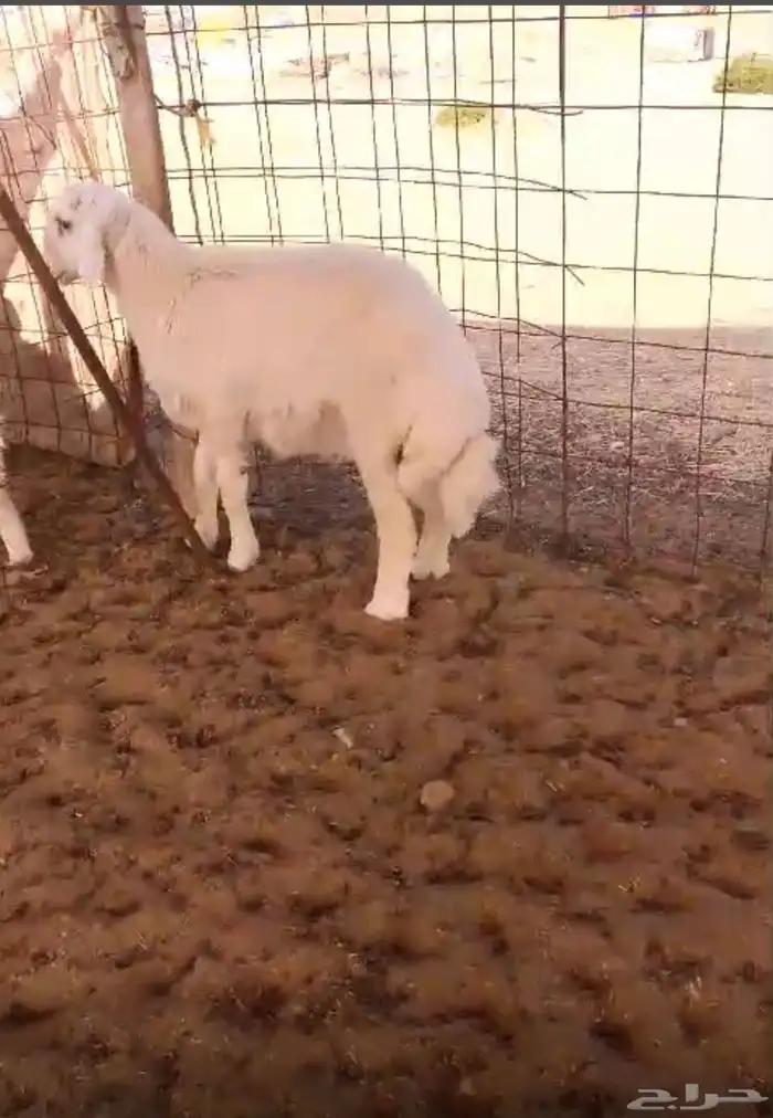 ذبايح حريه ويوجد توصيل وسلخ 0