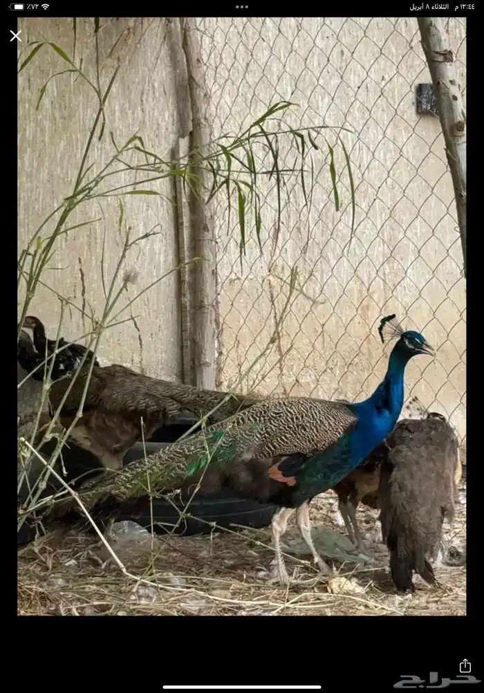 طاووس 0