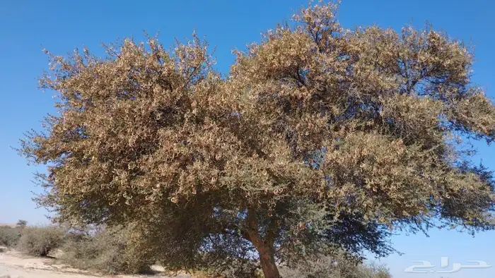 بذور طلح نجدي جديد ونضيف 3