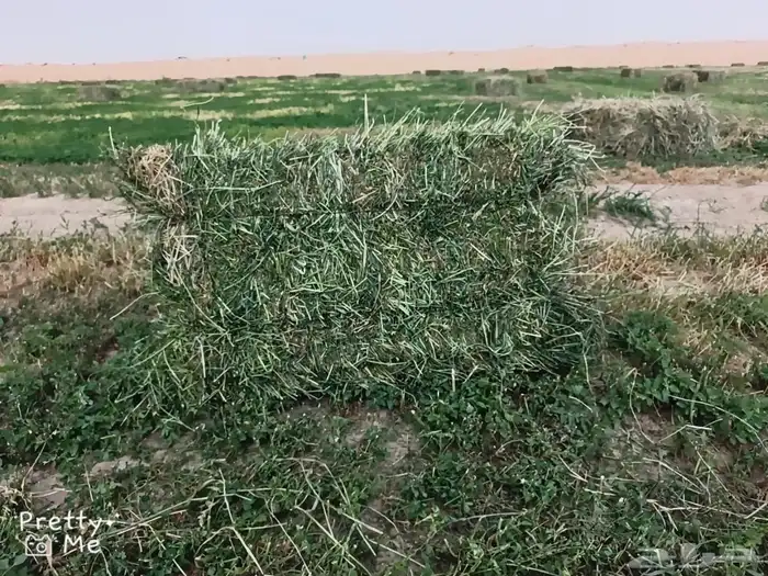 مخلوط برسيم 2