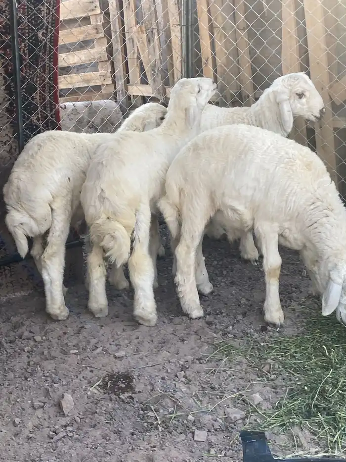 طليان ضحيا تم البيع 0