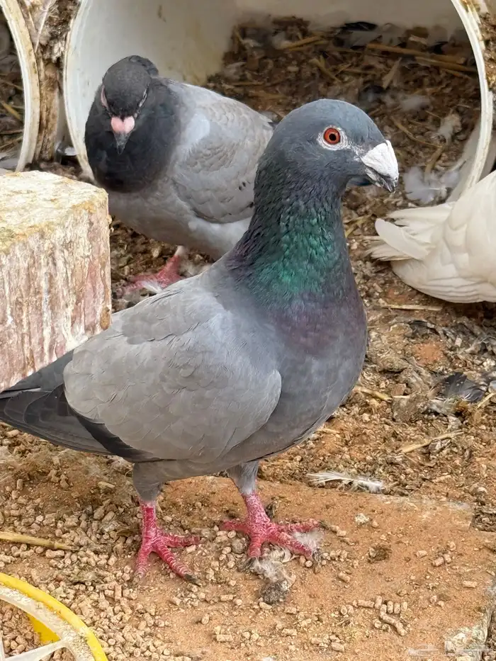 زاجل حمام 6