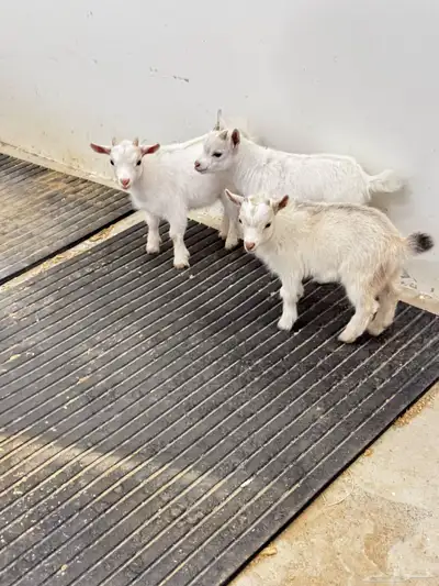 ماعز قزم ماشاء الله تبارك الله 0