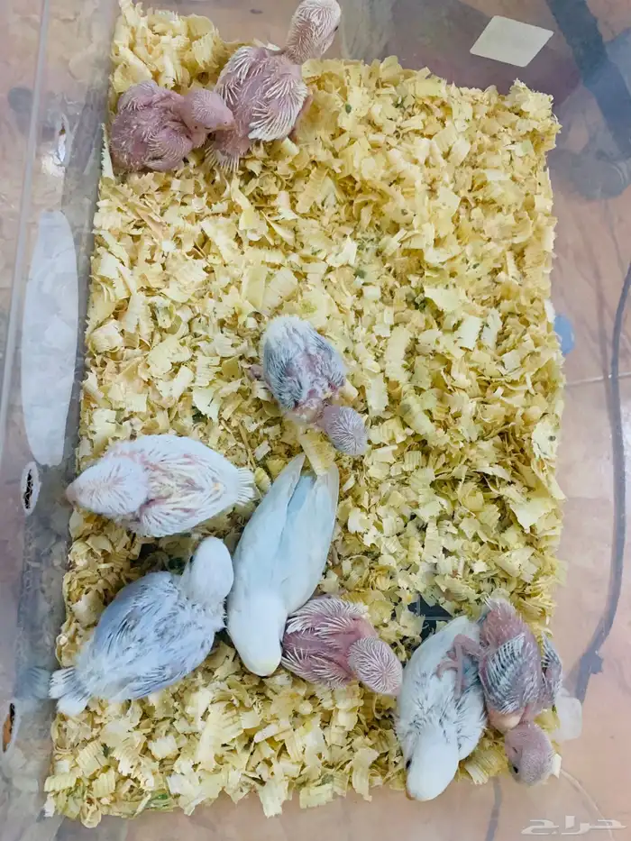 فروخ روز تم البيع 0