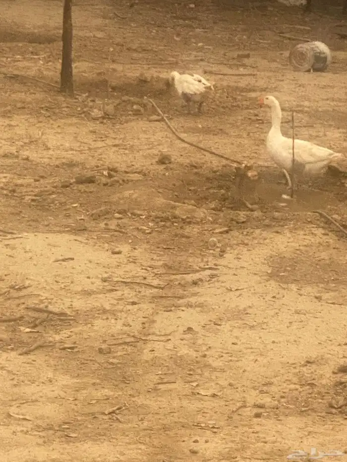 وز للبيع 1