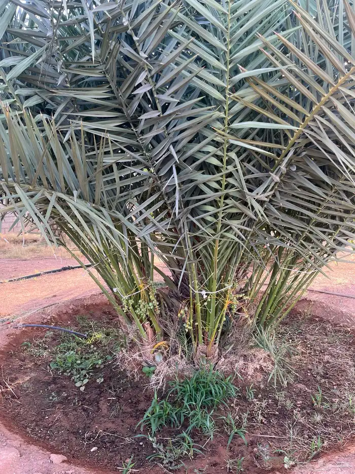 فسايل خلاص  نخل زينه (واشنطن) 4