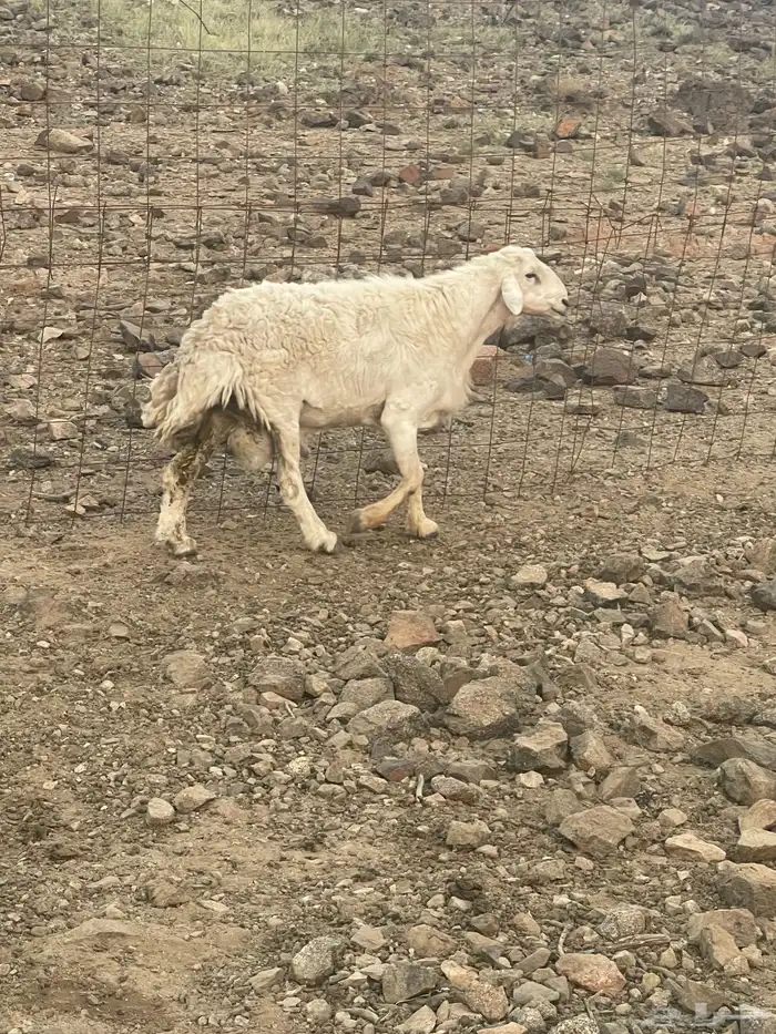طليان للبيع 4