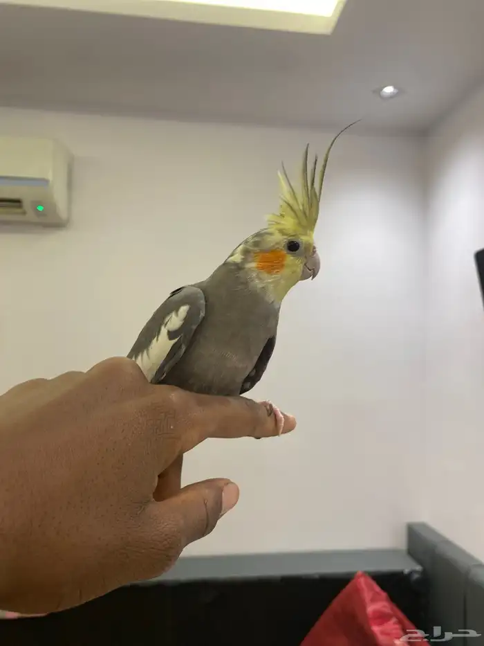 كروان  جوز منتج 0