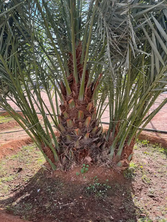 فسايل خلاص  نخل زينه (واشنطن) 0