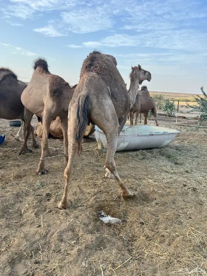 لقحه للبيع تم البيع 2