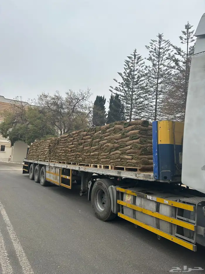 عشب طبيعي C2000 مقاوم للملوحة 2