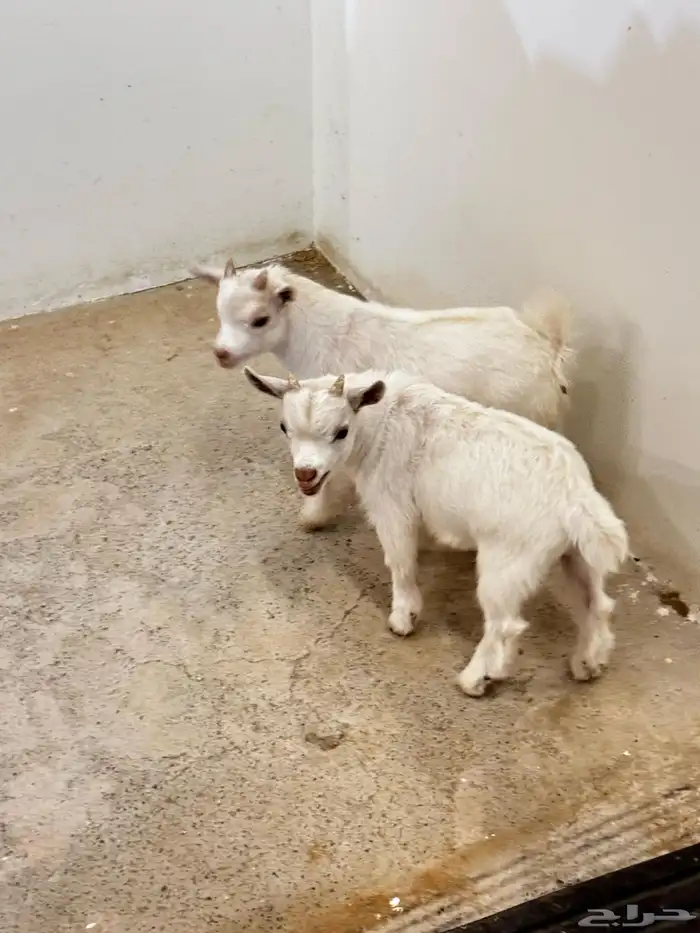 ماعز قزم ماشاء الله الموقع ذهبان 5